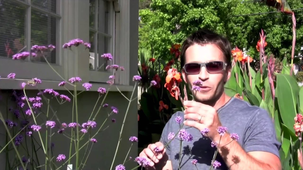 Verbena bonariensis, Tall Verbena - Your Garden Favorites? - Urban Dirt