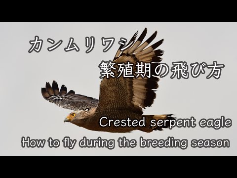 【繁殖期の飛び方】カンムリワシ Crested serpent eagle How to fly during the breeding season 野鳥撮影＆野鳥観察