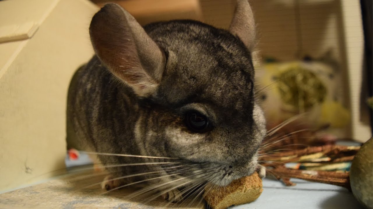 What Do Chinchillas Eat? (Diet & Facts)