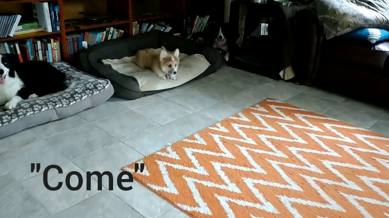 Kira the 4 month old corgi puppy