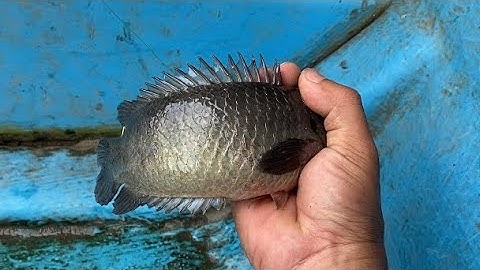 Câu cá rô đồng, quá đã với bầy cá rô này | miền quê Tiền Giang