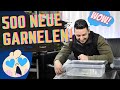 Schon wieder NEUE Garnelen! Unboxing & Anleitung: Wie Zwerggarnelen an ihr neues Aquarium gewöhnen!