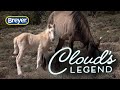 The Story Behind Cloud's Legend | Breyer Model Horses