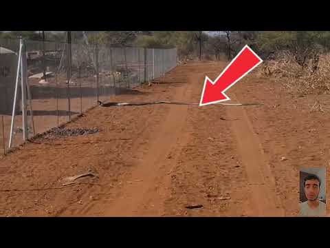 “Man’s Deadly Fight While Rescuing Python”
