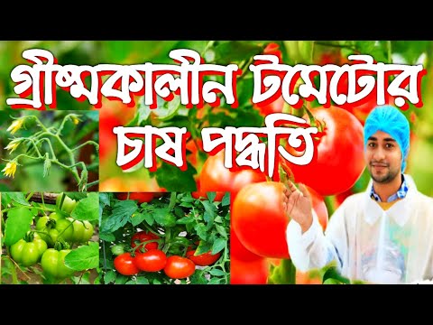 ভিডিও: কীভাবে টমেটো কনফার্মেশন করবেন