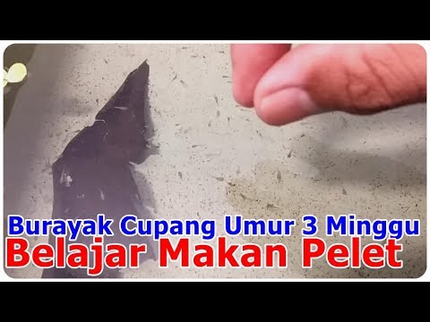 4100 Gambar Burayak Cupang Umur 2 Minggu Gratis Terbaru