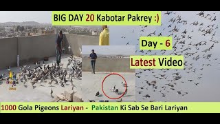 Pakistani 1000 Gola Pigeons Lariyan - Pakistan Ki Sab Se Bari Lariyan - Day 6