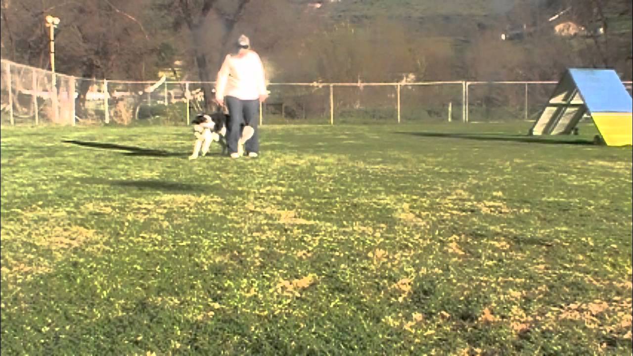 Heelwork Practice 7: Clicker Dog Training physical education