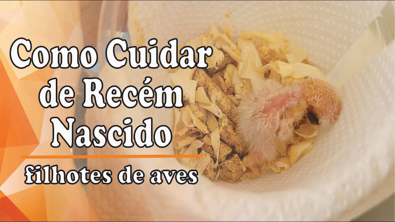 Como Cuidar de Filhote Recém Nascido - Os Pais não Estão Cuidando dos Filhotes