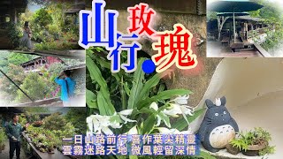 山形玫瑰＃苗栗南庄－山行玫瑰＃隱居山林30年圓一個許多人夢想的夢，感謝主人完成這樣的一個美麗花園山莊，讓我們可以來此忘我及讚賞。是的。 是我們打擾了！