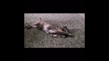 Cat Plays with Catnip Toy! #shorts