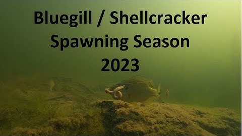 Under Water View of Shellcracker Spawn 2023