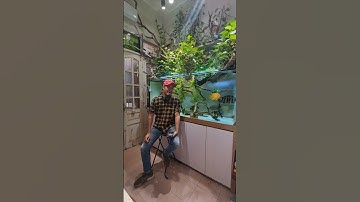 🔥1000 CÂU HỎI VỀ SƯỞI BỂ CÁ CẢNH Aloca #A_Lô_Cá #Suoibecacanh #Suoi #Eheim #Baoyu #HzQ5 #OGC #Dotech