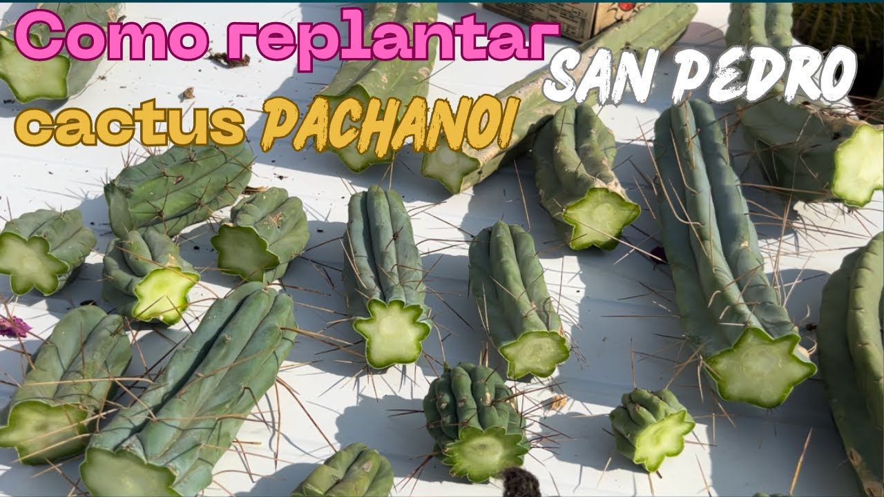 COMO REPLANTAR CACTUS SAN PEDRO | reproducción por corte Echinopsis PACHANOI
