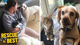 Two Rescue Dogs Love Helping Mum Look After Foster Kittens! | Rescue Is Best