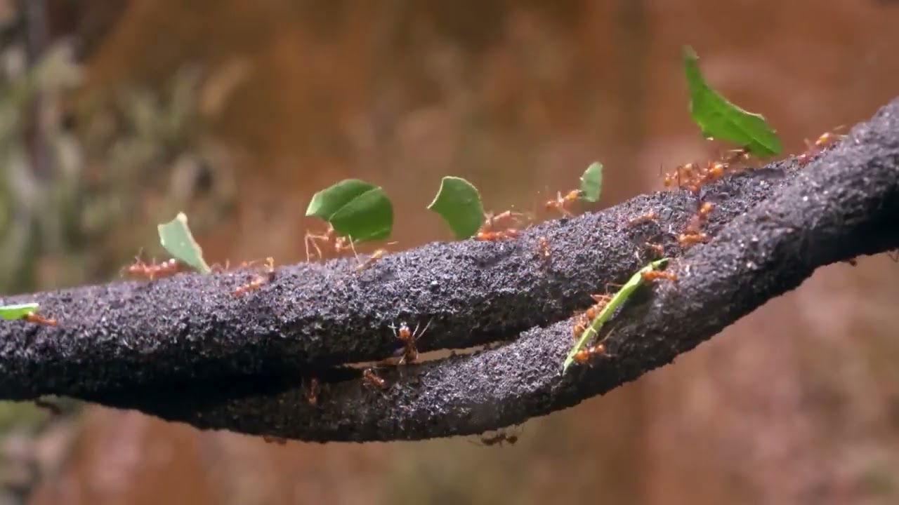 Ant Farming Secrets Revealed - The Ultimate Guide (Hindi)