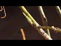 Conocephalus longipes (macho) cantando