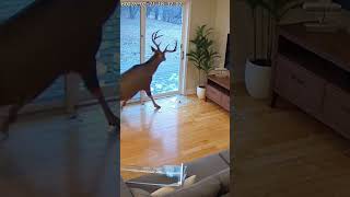 Dramatic footage from a home security camera captures the terrifying moment