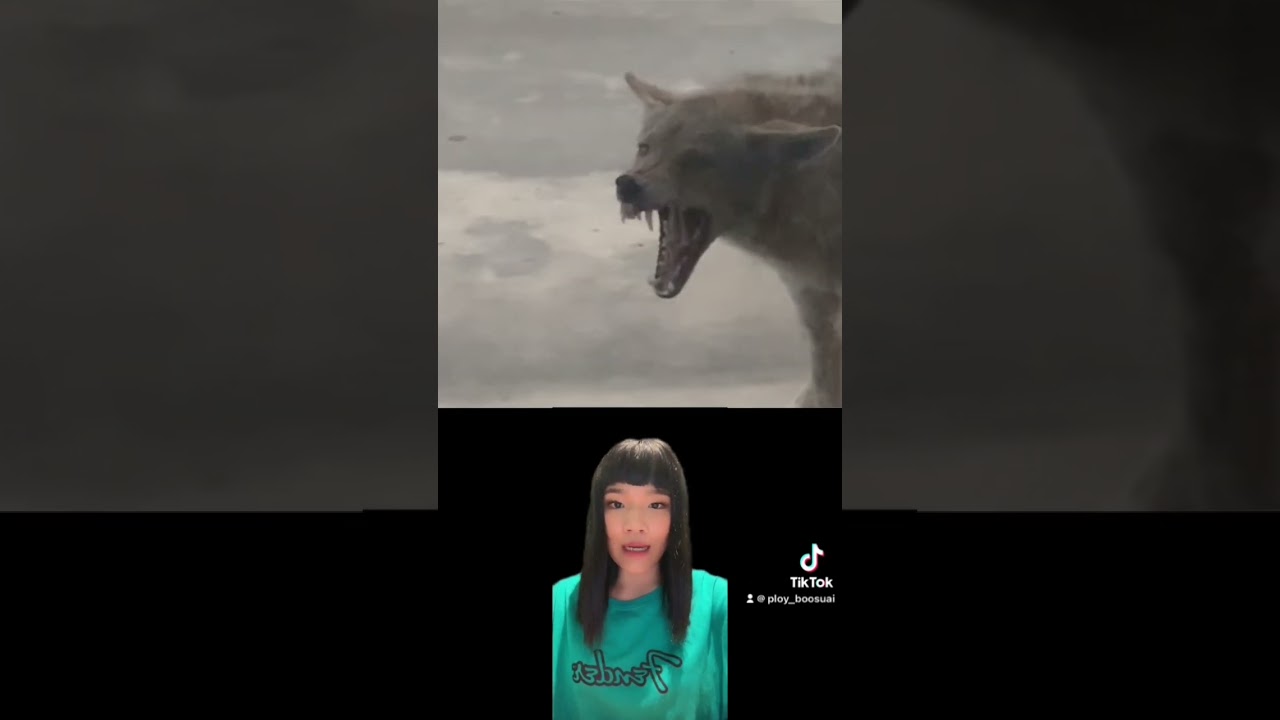 โรคพิษสุนัขบ้ากับสัตว์ 🦠