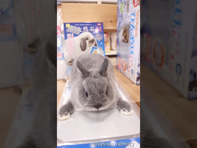 暑すぎる…うさぎさんもひんやりグッズ解禁🐇☀️💗