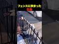 フェンスに挟まった白鳥