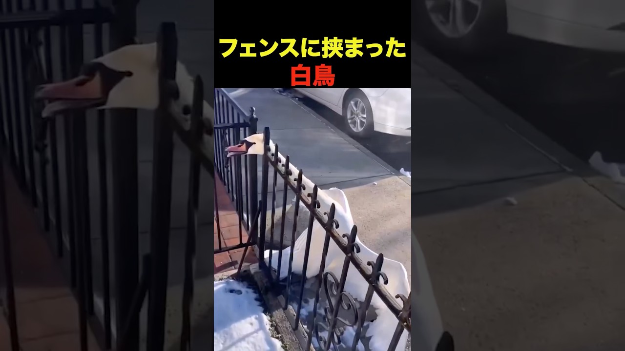 フェンスに挟まった白鳥