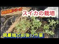 【スイカの栽培】親蔓摘芯と生育環境作り【家庭菜園シリーズ】