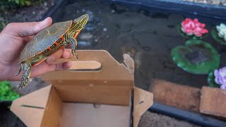 ULTRA COLORFUL TURTLE for My MINI POND!!!