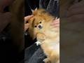 おしゃれヘアーのポメラニアン🐶