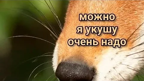 Что такое приступ ГИДЖИЛ (GIGIL) И почему нам хочеться укусить любимого человека #гиджил #gigil