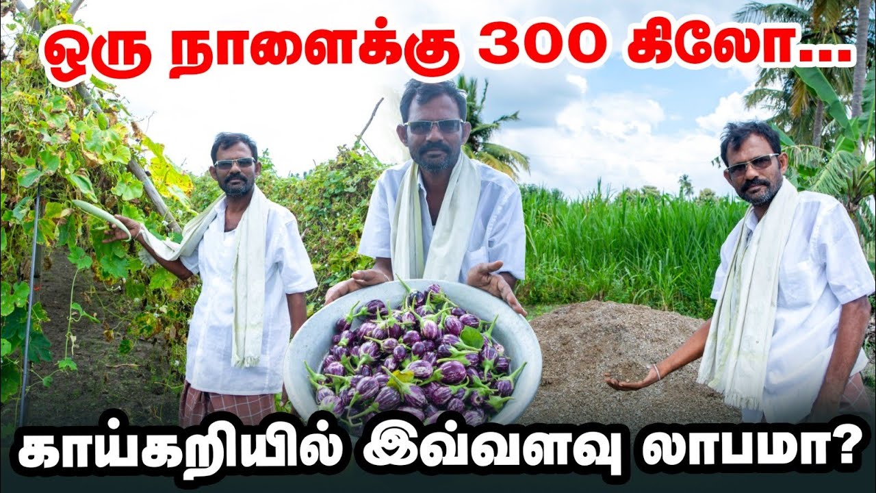 10 ரூபாய்க்கு விற்றால்கூட எனக்கு இது லாபம்தான் | காய்கறி சாகுபடியில் அசத்தும் சுருளிராஜன்