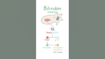 Bilirubin metabolism