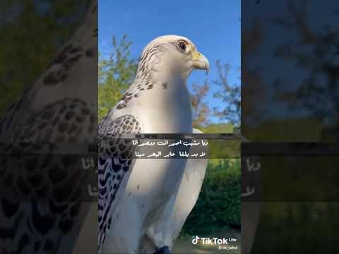 لا فض فوك صحوح اسم القصيدة خالد الفيصل و سلامتكم