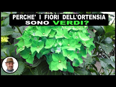 Video: Fiori di ortensie verdi: perché l'ortensia fiorisce in verde