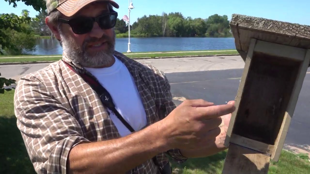 Discovering - Purple Martins