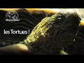 Salut les bêtes : les tortues