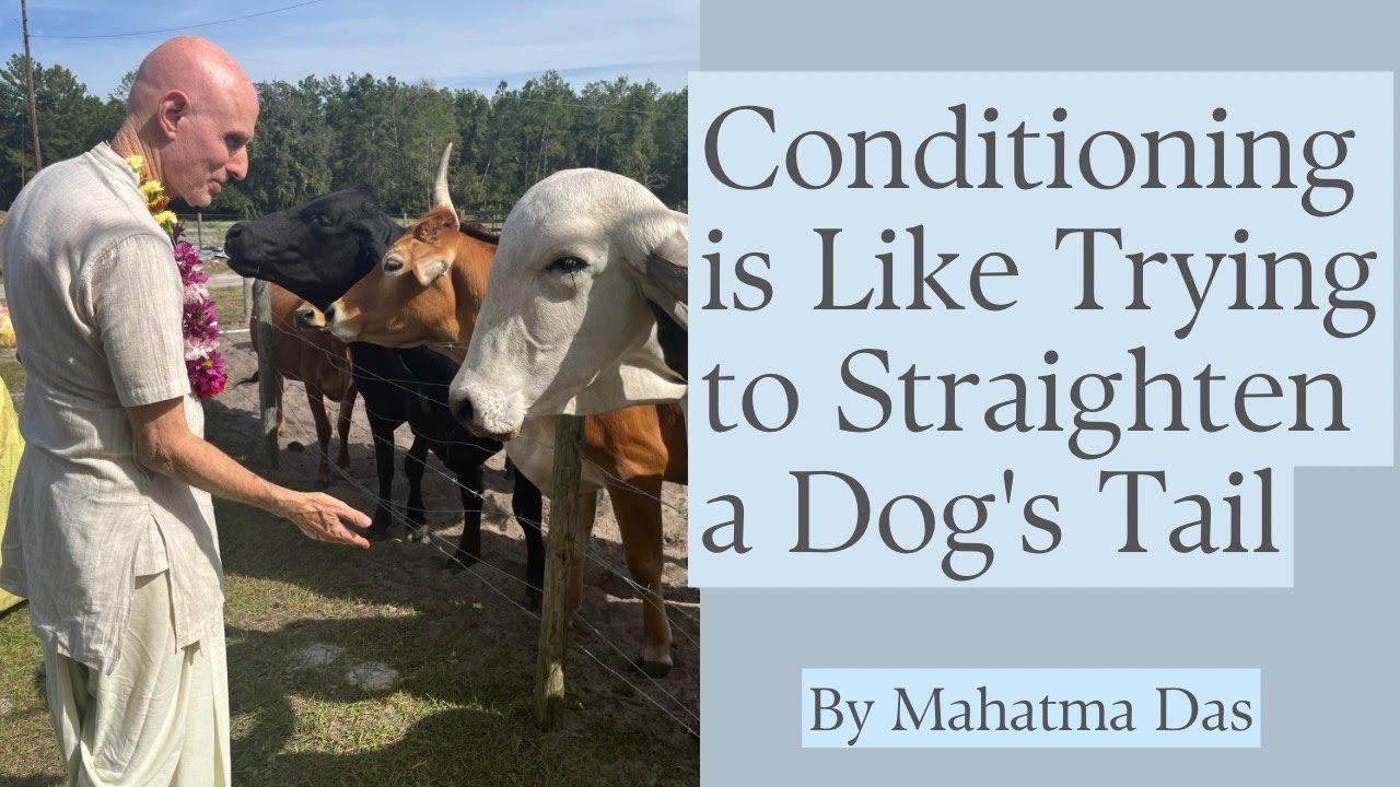 Conditioning Is Like Trying to Straighten a Dog's Tail Mahatma Das