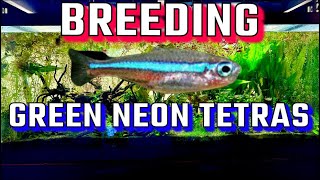 How to Breed GREEN NEON TETRAS | Step By Step Guide