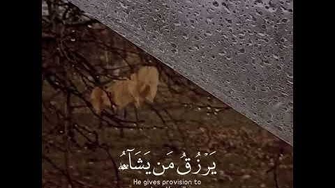 " الله لطيف بعباده يرزق من يشاء و هو القوي العزيز " تلاوة بصوت القارئ إسلام صبحي 💙