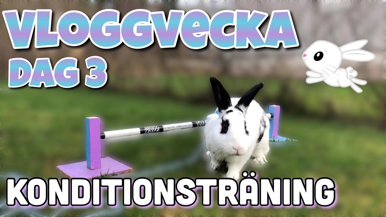 Vloggvecka dag 3~ Springträning för kaninerna