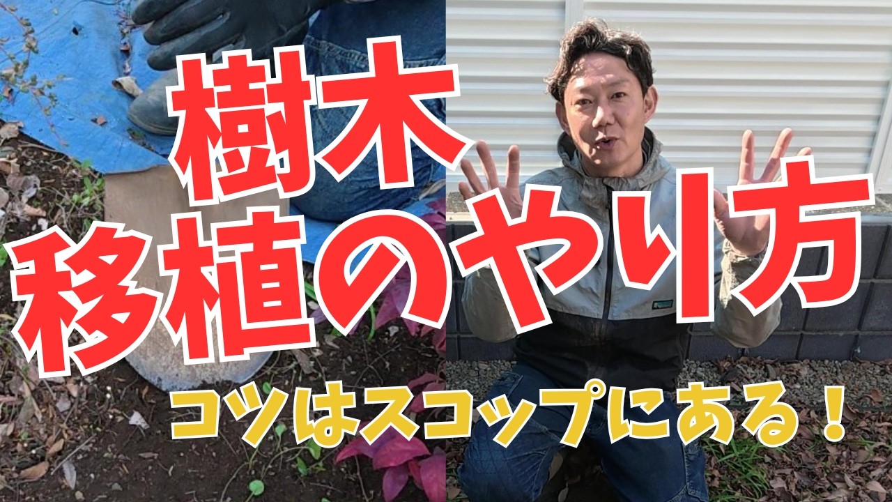 【DIY必見！庭の樹木の移植はコツがある！】　#庭づくり #ガーデニング #ガーデンデザイン #移植  #ぐりんぐりん