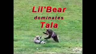Lil Bear Dominates Tala The Wolf Pup