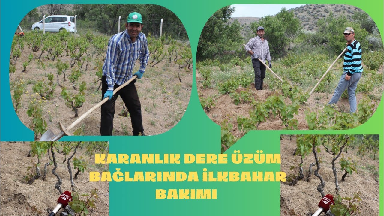 #ÜZÜM KARANLIK DERE ÜZÜM BAĞLARINDA İLKBAHAR BAKIMI
