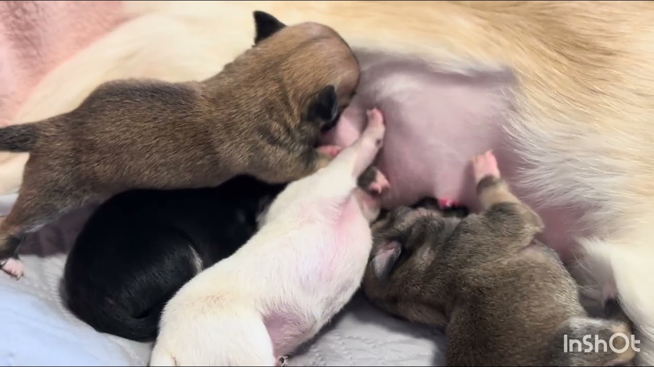 Día 16: cachorros chihuahua long coat empiezan a abrir sus ojitos!!