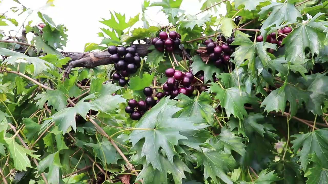 Southern Home Muscadine Review