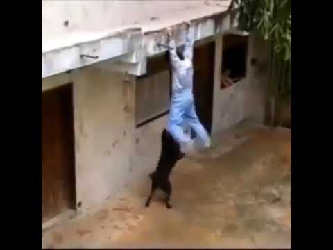 rottweiler attack human thief #rottweiler #short