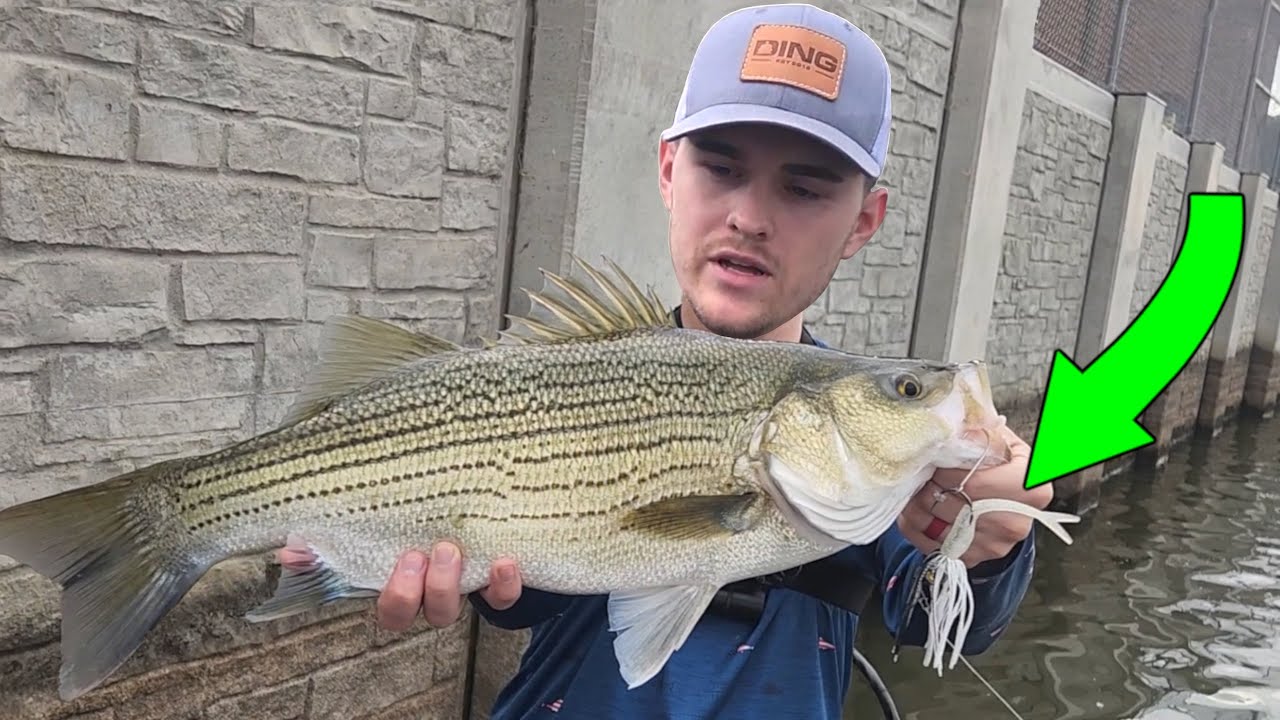 Hybrid Stripers CANT RESIST this Crazy Lure! 