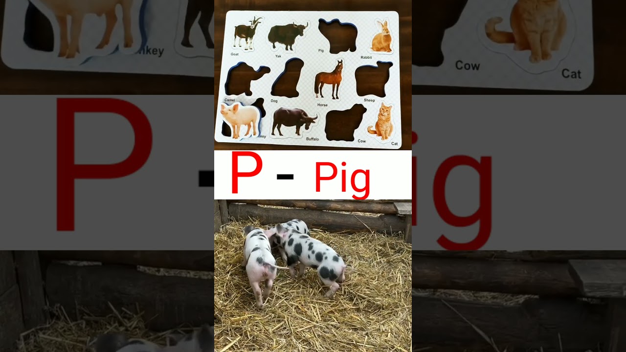 P | Best Learn Shapes with Animals Shape Matching Puzzle | Preschool Toddler Learning Kids Toy Video