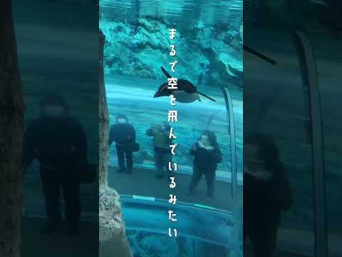 北海道旅行におすすめ！旭山動物園が楽しすぎた