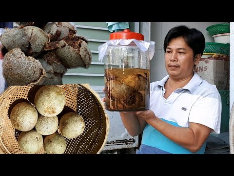 Video CÁCH NGÂM RƯỢU QUÁCH - youtube